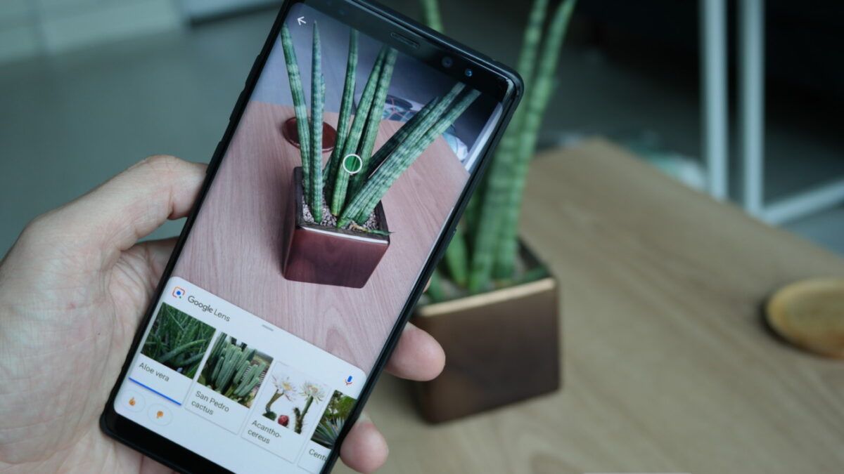 Идентификация растения при помощи Google Lens | ApollonGuru Идентификация растения при помощи Google Lens